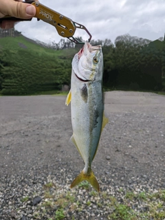 ワカシの釣果