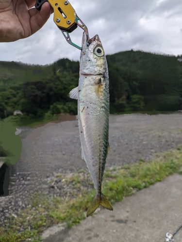 サバの釣果