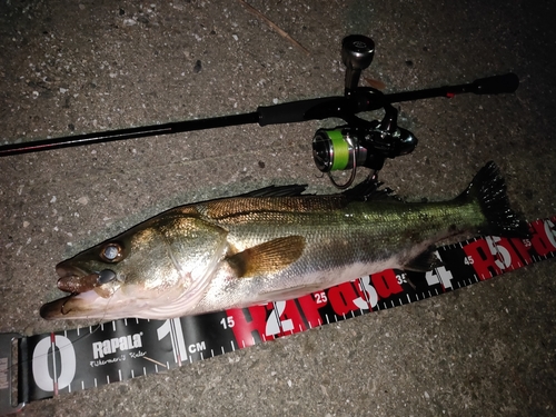 シーバスの釣果