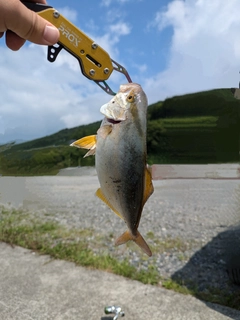 ショゴの釣果