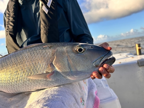 アオチビキの釣果