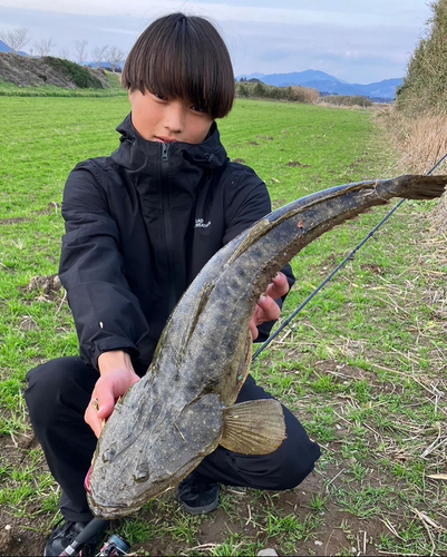 コチの釣果