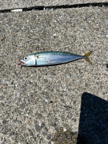 サバの釣果