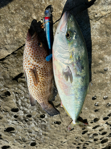 ハマチの釣果