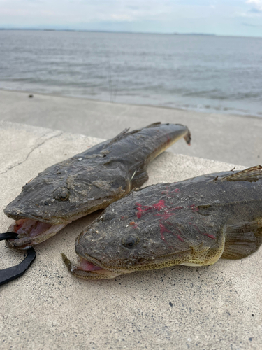 マゴチの釣果