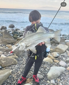 ヒラスズキの釣果