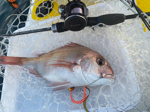 タイの釣果