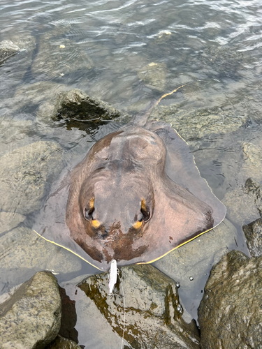 アカエイの釣果