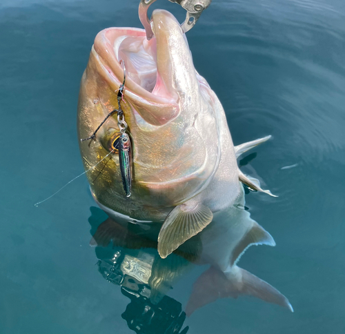 カンパチの釣果