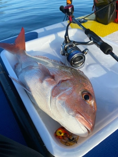 タイの釣果