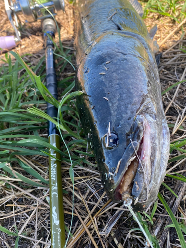 ライギョの釣果