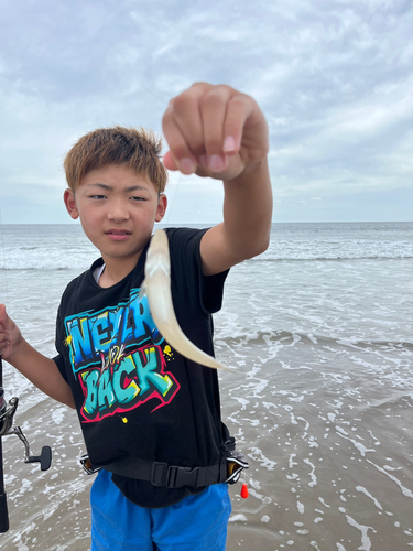 キスの釣果