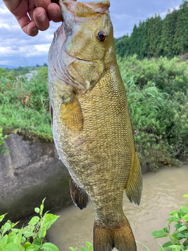 スモールマウスバスの釣果