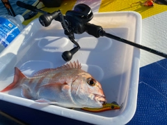 タイの釣果