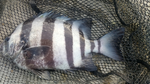 サンバソウの釣果