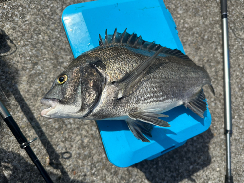 クロダイの釣果