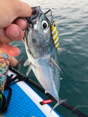 マルソウダの釣果