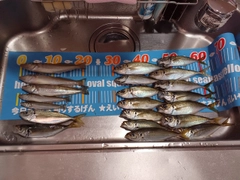 アジの釣果