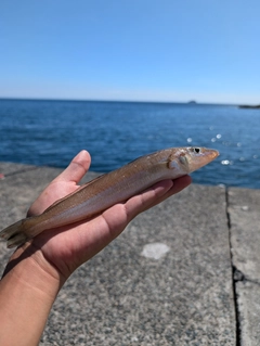 キスの釣果