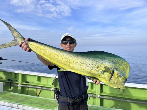 シイラの釣果