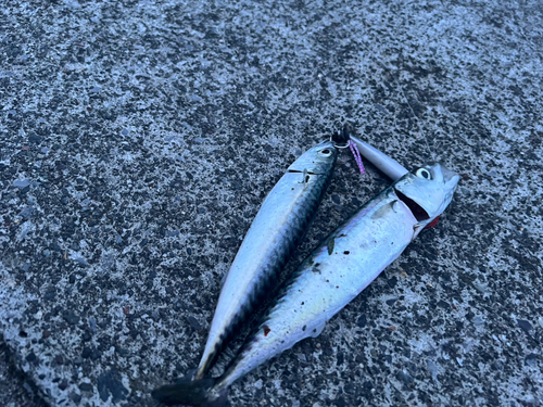 サバの釣果