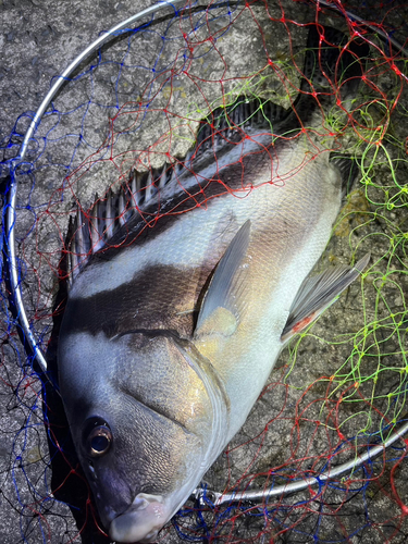 コショウダイの釣果