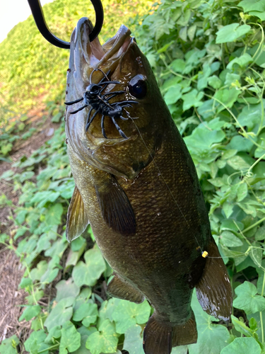 スモールマウスバスの釣果