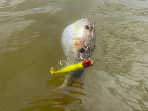 フグの釣果