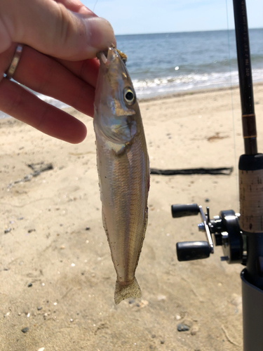 キスの釣果