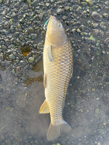 コイの釣果