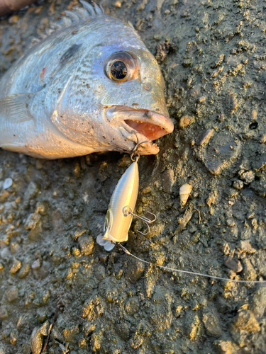 キビレの釣果