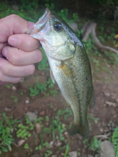 ブラックバスの釣果