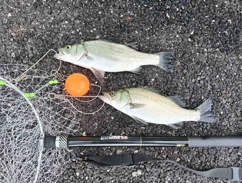 ハネ（ヒラスズキ）の釣果