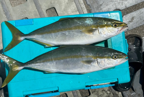 ワカシの釣果