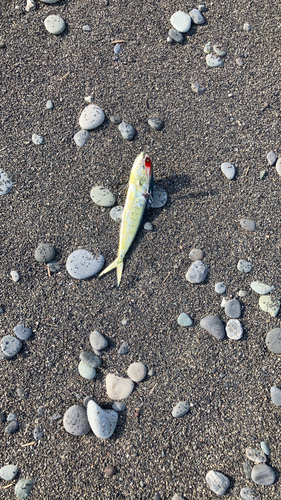 シイラの釣果