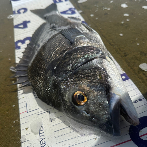 クロダイの釣果