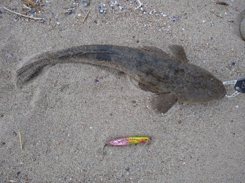 マゴチの釣果