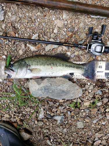 ブラックバスの釣果