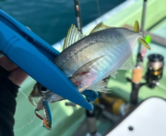 マアジの釣果