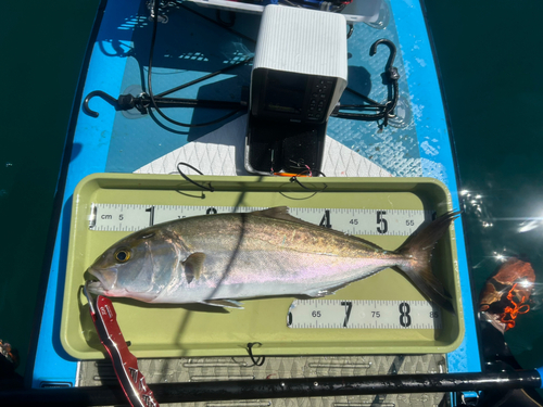 カンパチの釣果