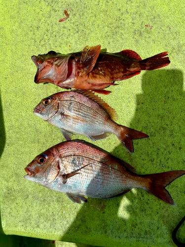 マダイの釣果