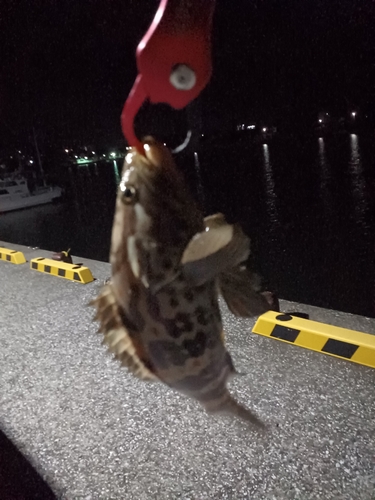 チャイロマルハタの釣果