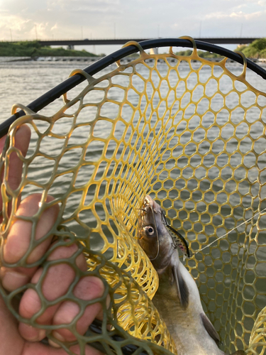 アメリカナマズの釣果