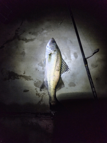 フッコ（マルスズキ）の釣果