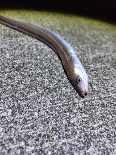 マアナゴの釣果