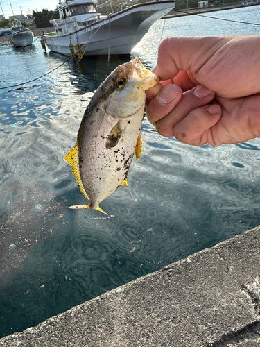 ヒラソウダの釣果