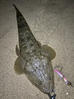 マゴチの釣果