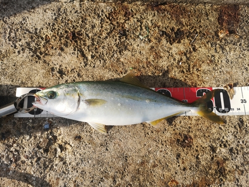 ツバスの釣果