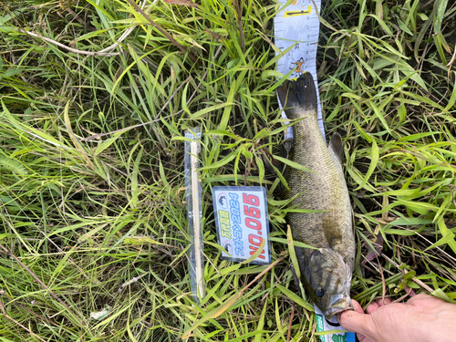 ブラックバスの釣果