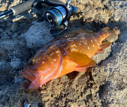 アコウの釣果